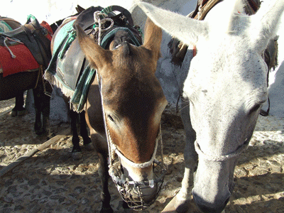 DSCF7220.gif, 94 KB